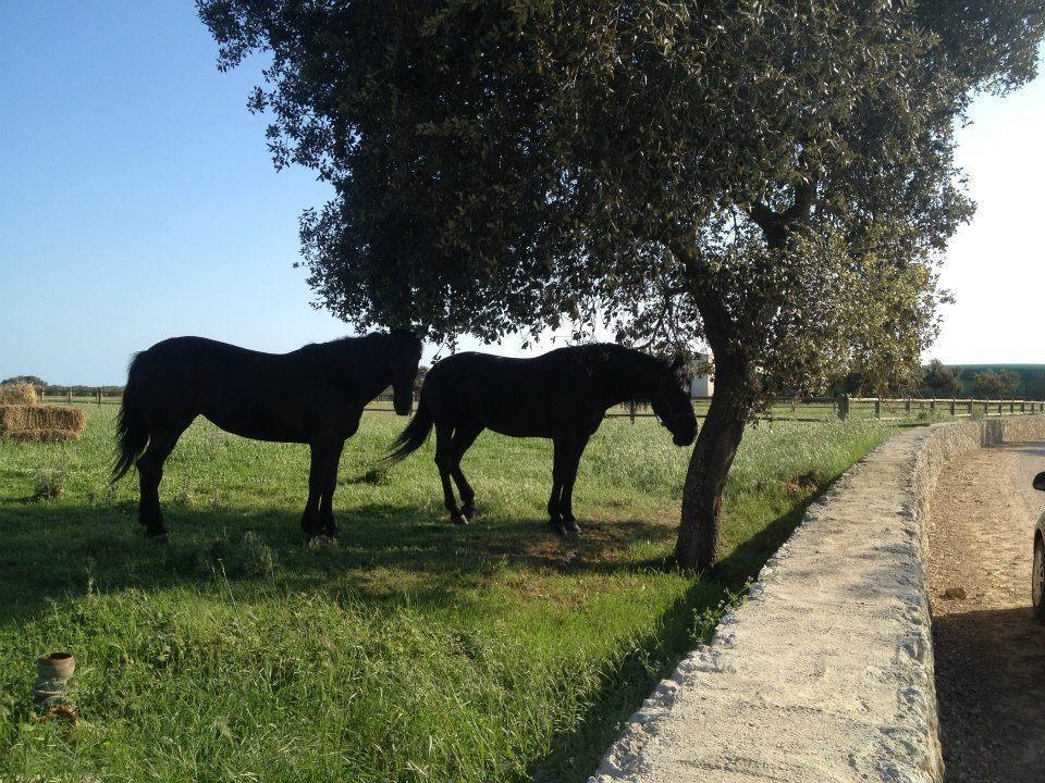 Masseria Autigne Отранто Экстерьер фото